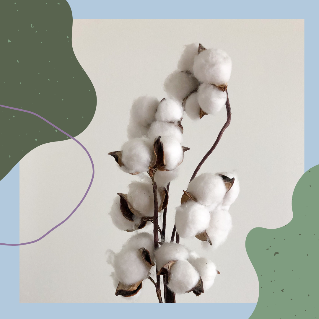 Why Choose Organic Cotton?